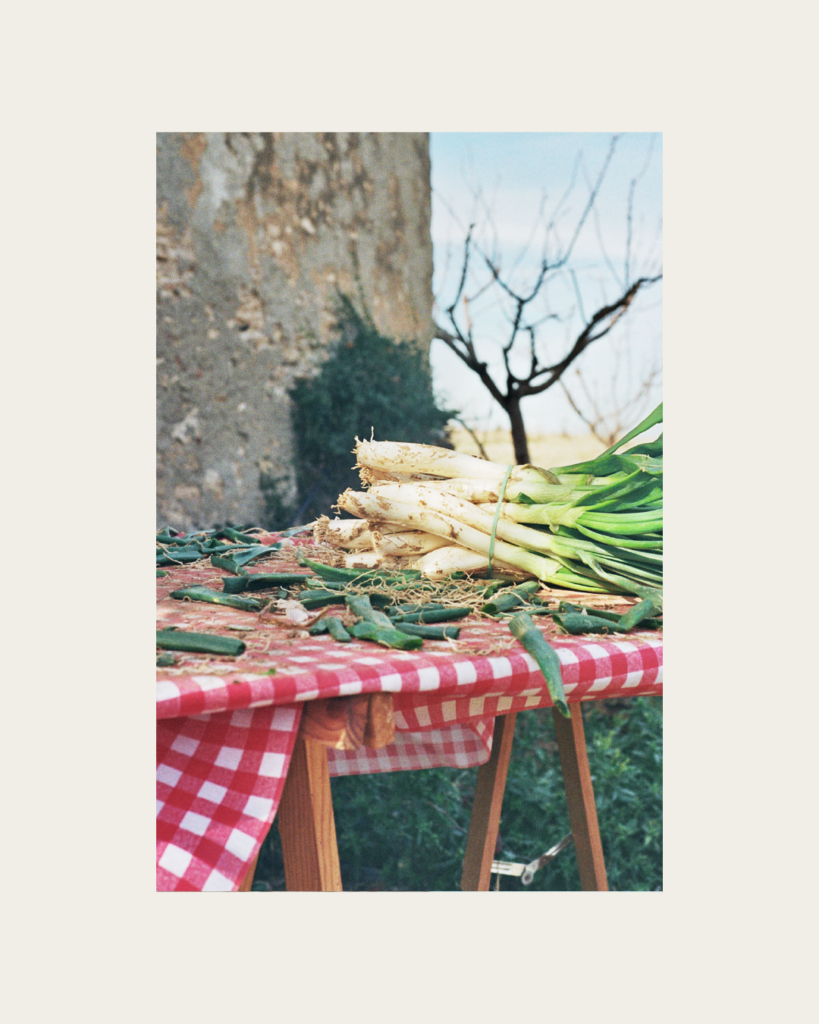 Imatge branding vinyes de la pallissa calçots